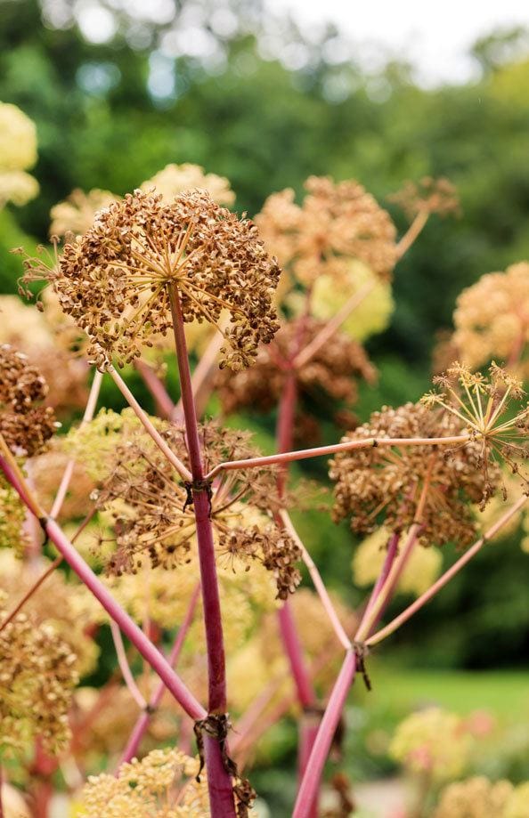 Brownish Angelica Plant in blurry nature background