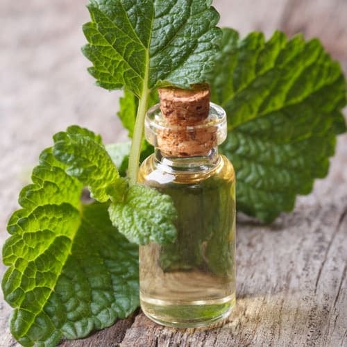 Melissa leaves, 1 bottle of oil in wooden background