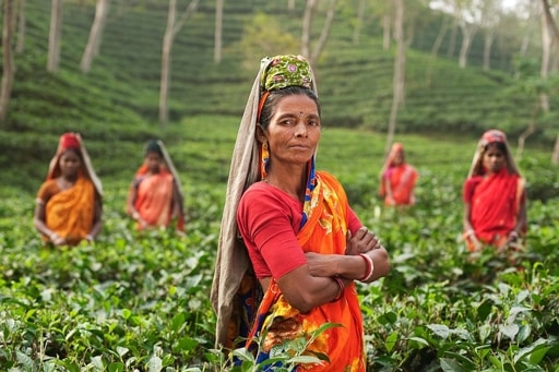 A group of woman farmer wearing there cultural dress. Surrounded by a frankincense plant