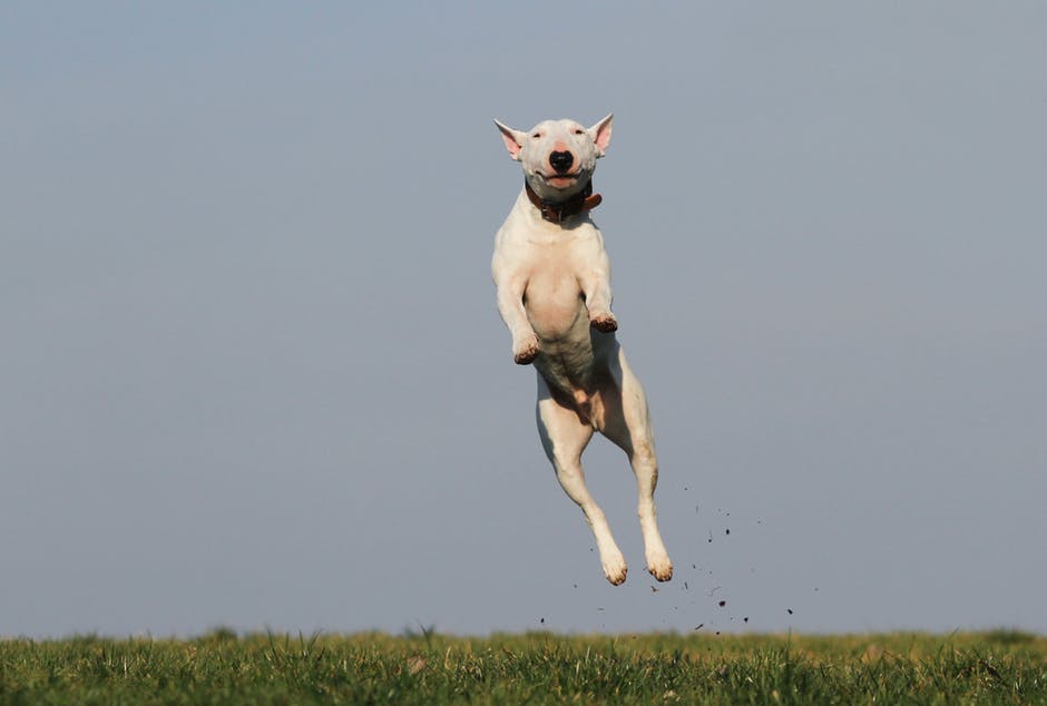 A white dog jumping on a green grass with a blue background behind.