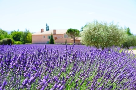 A tons of lavender plants, blurred barn house as background