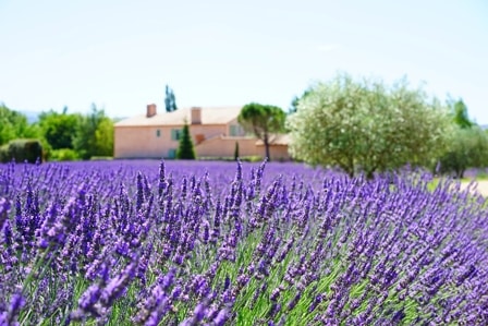 A farm of lavender with a green tree near a house.