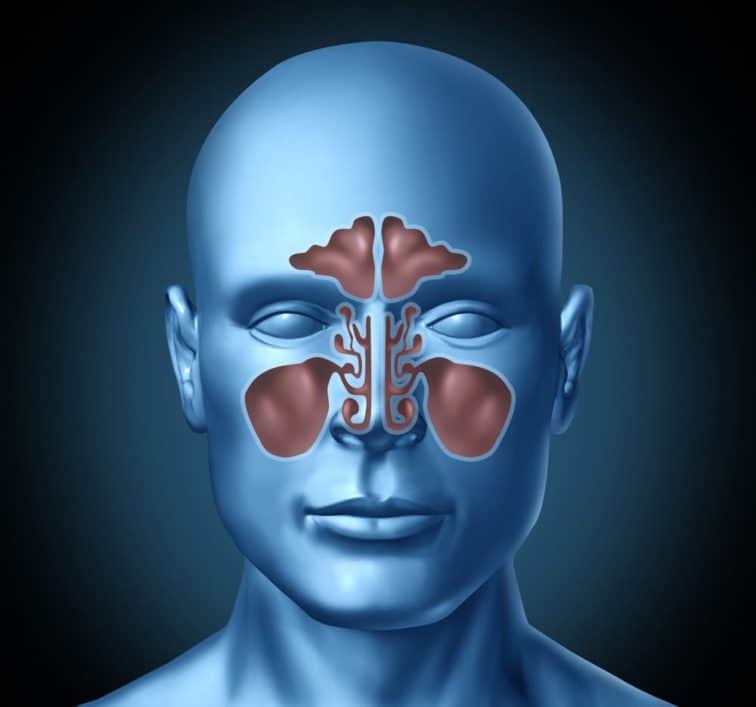 Sinus human nasal cavity with human head representing health care and medical treatment for colds and congestion