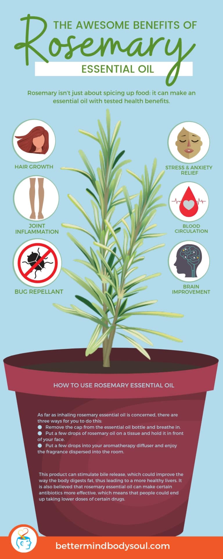 Rosemary Essential Oils And Its Benefits Everything You Need To Know