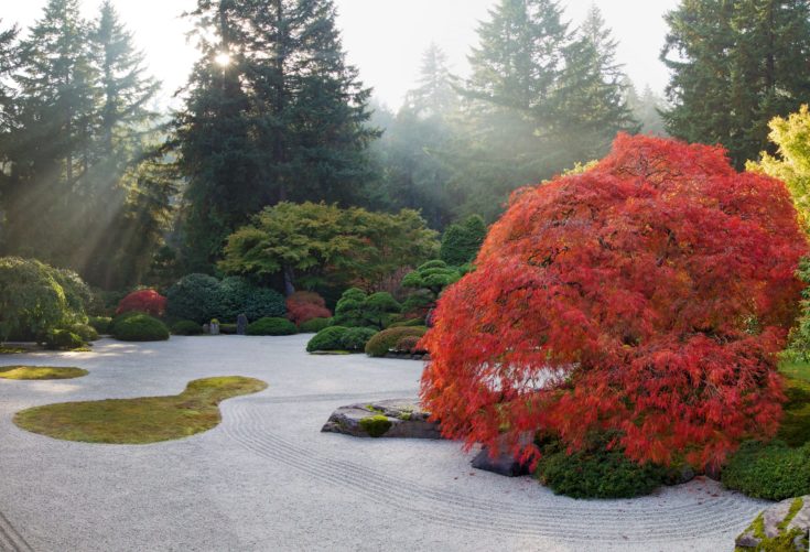 Red colored tree on the side of the zen graden.