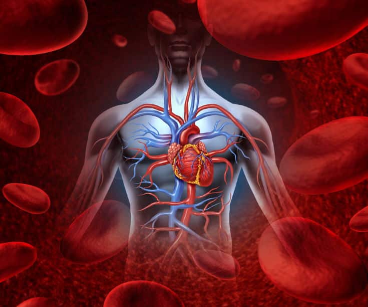 Human heart circulation cardiovascular system with anatomy from a healthy body on a background with blood cells as a medical health care symbol of an inner vascular organ as a medical health care concept.